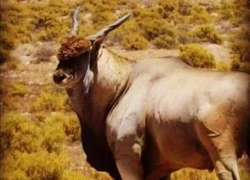 Eland