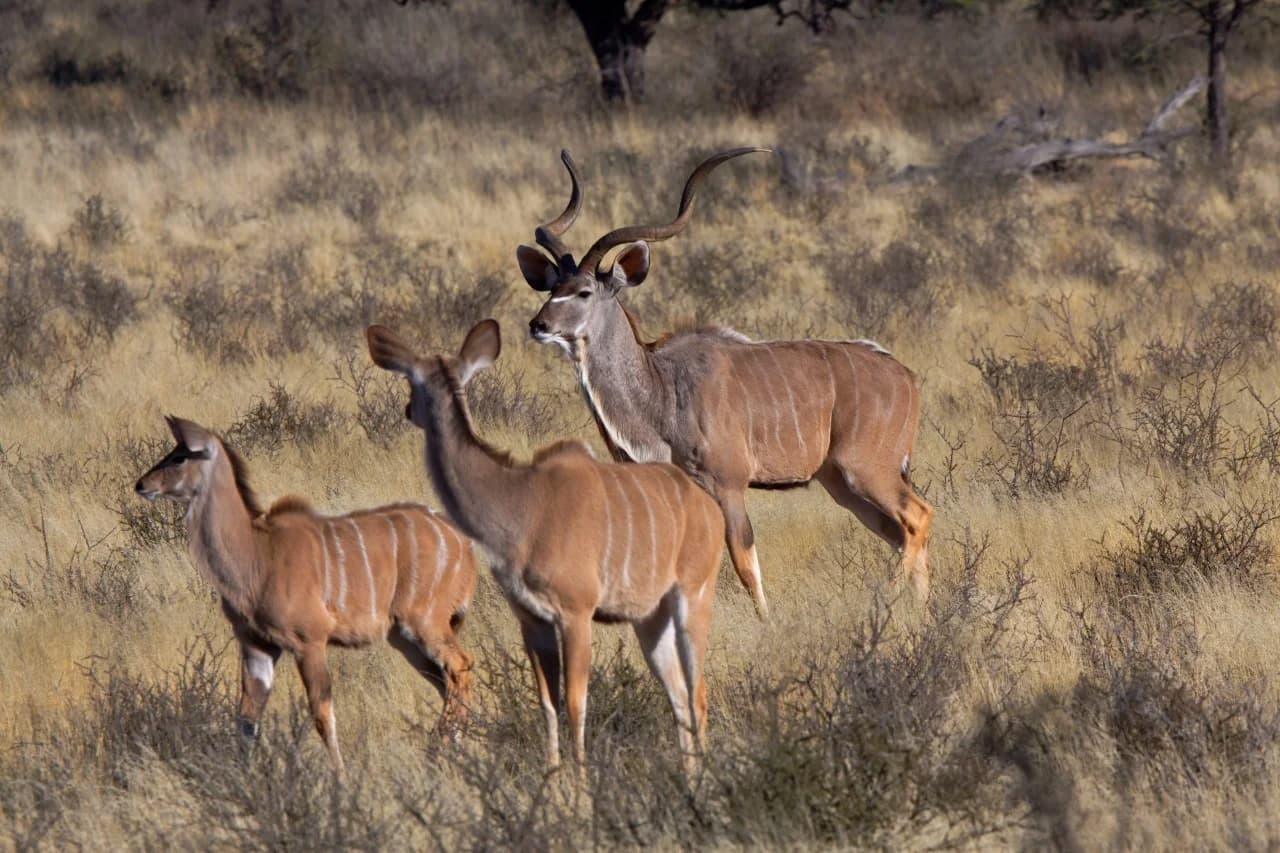 Greater Kudu