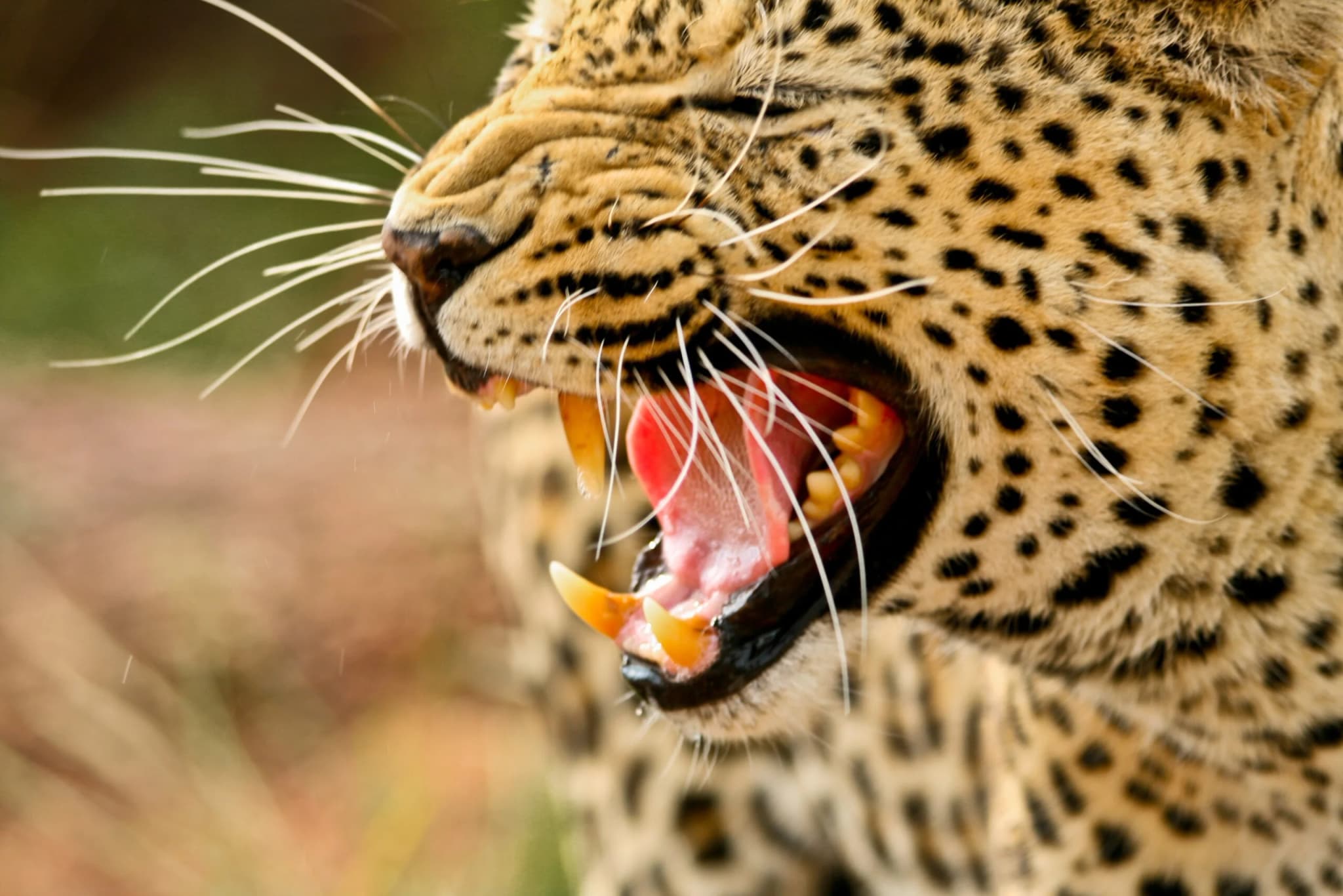 African Leopard
