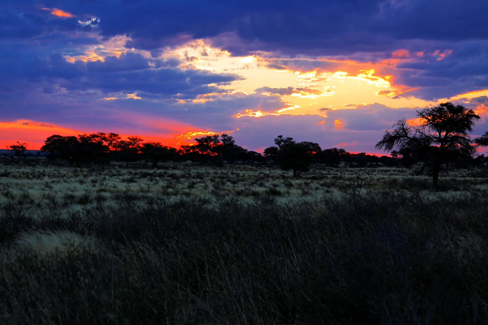 African Kalahari Sunset Wilderness Backdrop