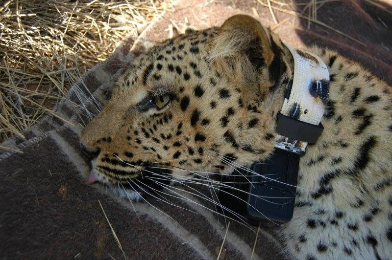 Apex Predator Tracking · African Leopard