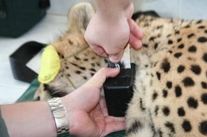 Predator Conservation · Cheetah Collar Fitting