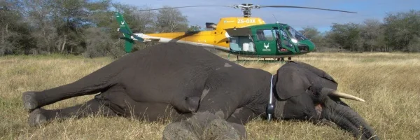 SANParks wildlife helicopter standing by during aerial elephant collaring operation